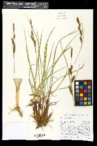 Carex nebrascensis image