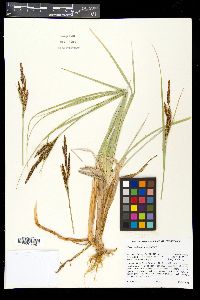 Carex nebrascensis image