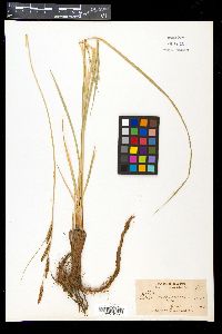 Carex nebrascensis image