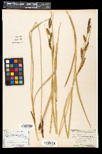 Carex nebrascensis image