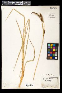 Carex nebrascensis image