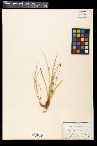 Carex nigromarginata image