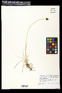 Carex nova image