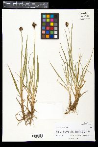 Carex nova image