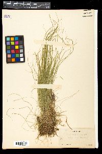 Carex novae-angliae image