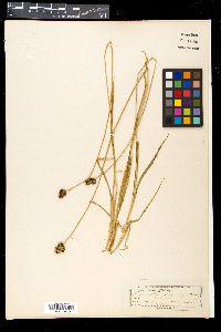 Carex nova image