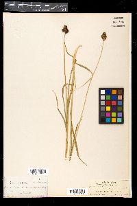 Carex nova image