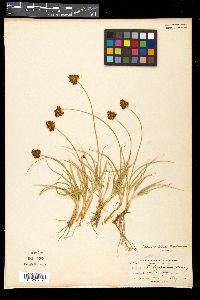 Carex haydeniana image