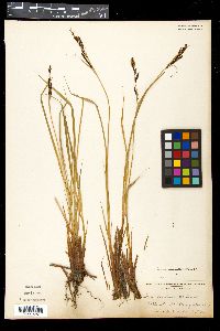 Carex nudata image