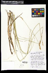 Carex oklahomensis image