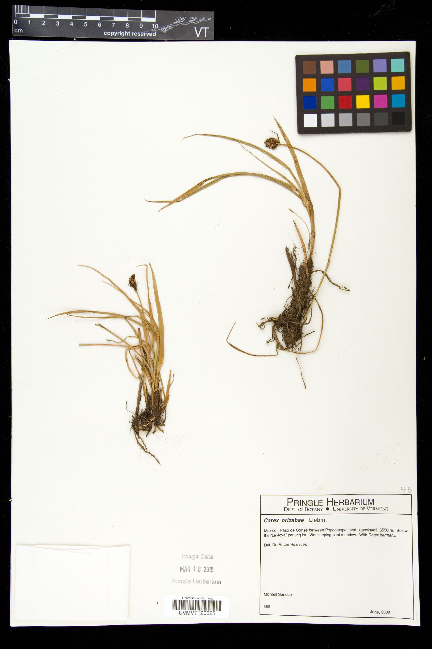 Carex orizabae image