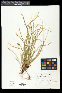 Carex pedunculata image