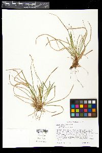 Carex pedunculata image