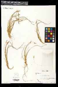 Carex pennsylvanica image