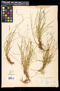 Carex pennsylvanica image