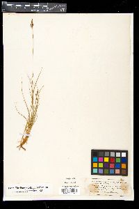 Carex pennsylvanica image