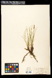 Carex pennsylvanica image