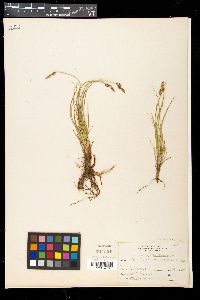 Carex inops image