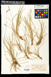 Carex pennsylvanica image