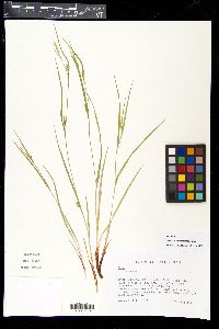 Carex planispicata image