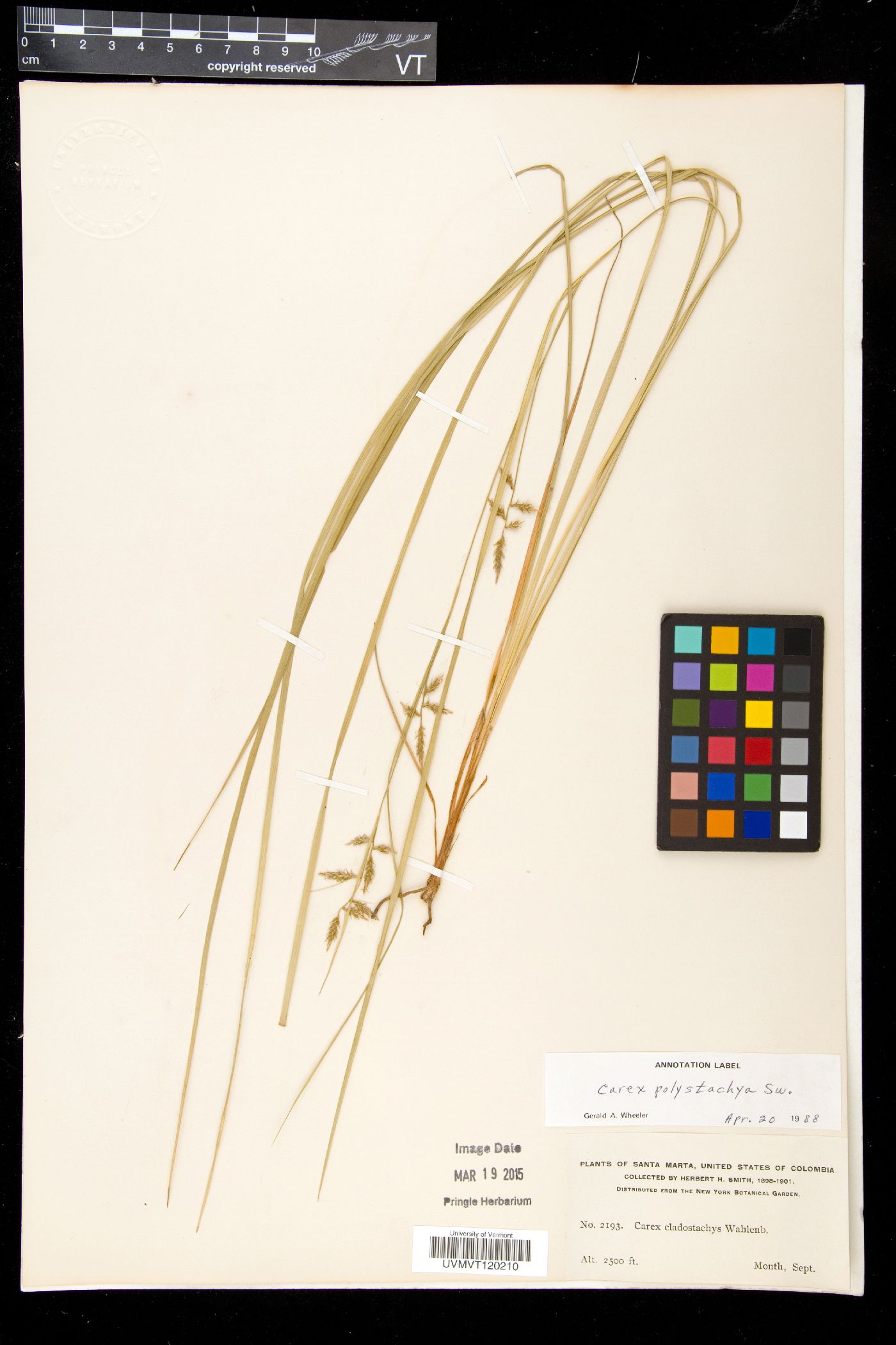 Carex polystachya image
