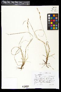 Carex richardsonii image