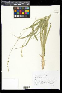 Carex sparganioides image
