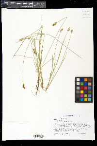 Carex sterilis image