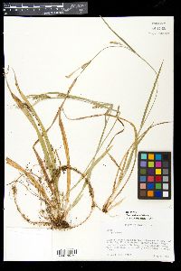 Carex striatula image