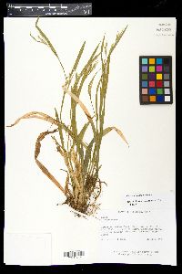 Carex striatula image