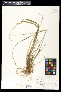 Carex striatula image