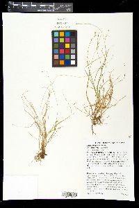 Carex trisperma image