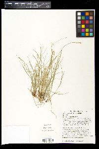 Carex texensis image