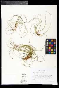 Carex umbellata image