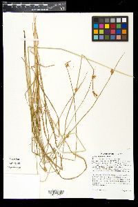 Carex unilateralis image