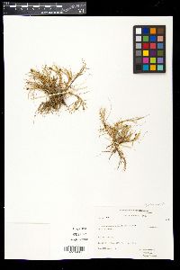 Carex ursina image