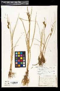 Carex nigra image
