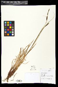 Carex vacillans image