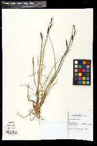Carex vacillans image