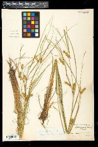 Carex vesicaria var. jejuna image