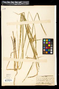 Carex monile image