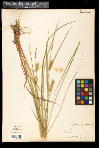 Carex vesicaria var. monile image