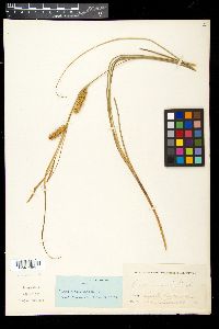 Carex vesicaria var. monile image