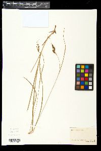 Carex virescens image