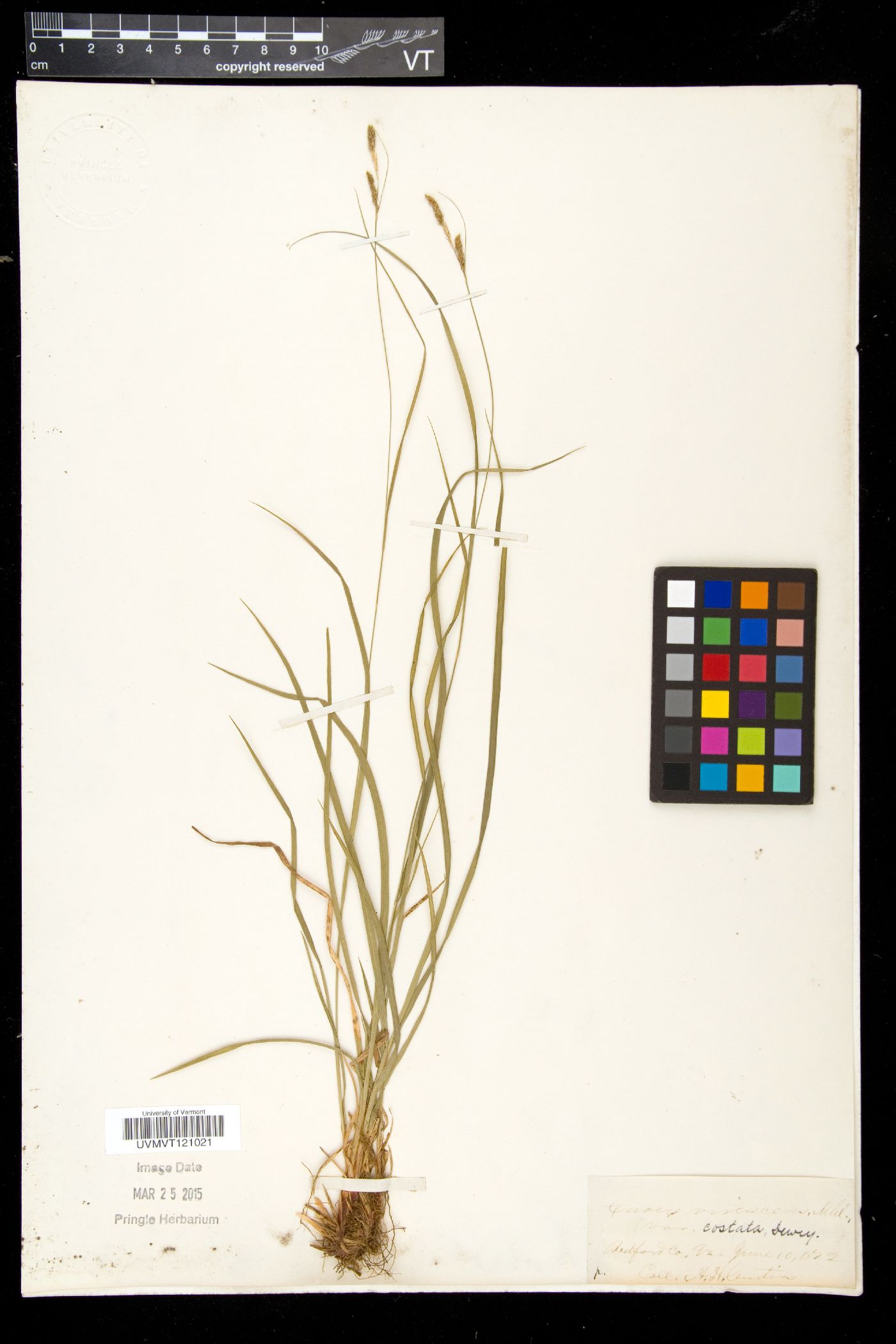 Carex costata image