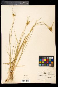Carex oederi image