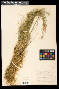 Carex oederi image