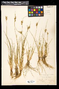 Carex viridula image