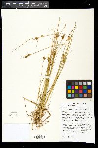Carex viridula image