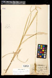 Carex conjuncta image